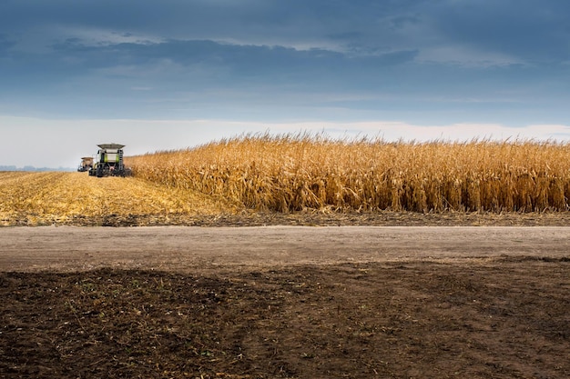 Kombinieren Sie die Arbeit in einem Maisfeld während der Ernte