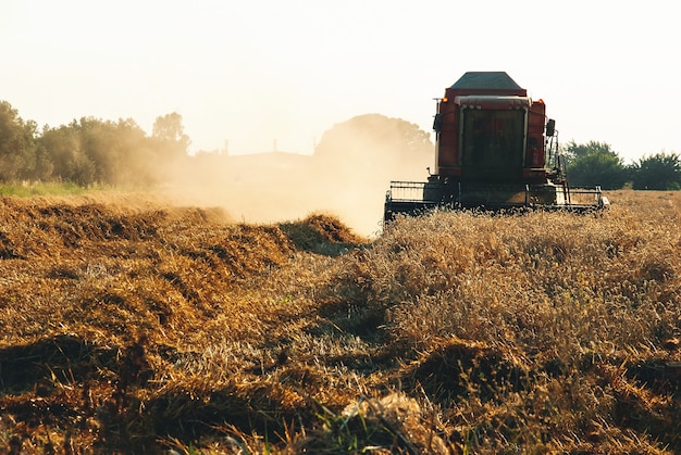 Kombinieren Sie landwirtschaftliche Erntemaschinen, die eine reife Ernte auf dem Feld sammeln