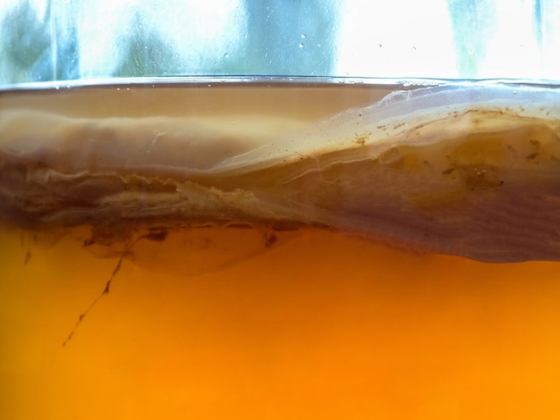 Kombucha-Pilz Nahaufnahme Textur. Bio-fermentiertes Teegetränk.