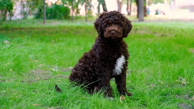 Komischer brauner Welpe lagotto romagnolo sitzt im Sommer auf dem Gras und schaut in die Kamera