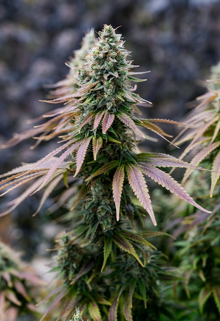 Kommerzieller Cannabis-AnbaubetriebKonzept der pflanzlichen Alternativmedizin cbd-öl