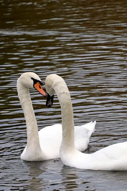 Kommunikation von weißen Schwänen in einem Teich