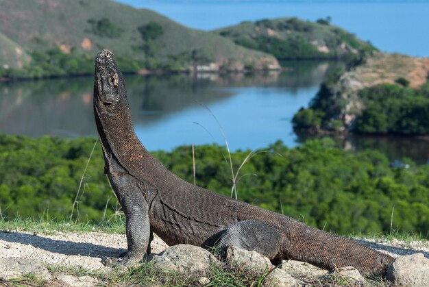 Foto komodo auf der insel komodo