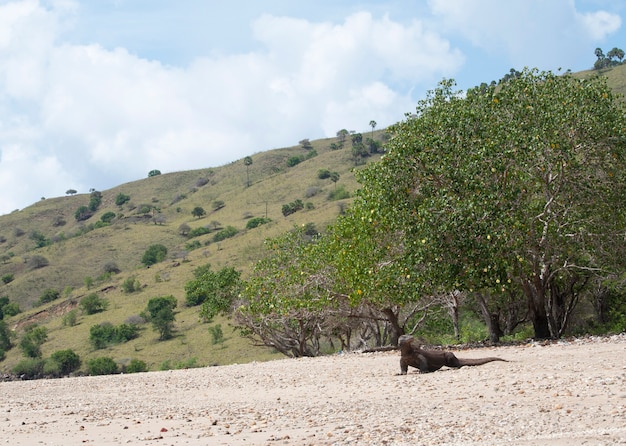 Komodo-drache im komodo-nationalpark, flores, indonesien