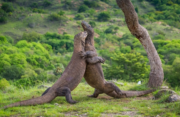 Komodo-Drachen kämpfen gegeneinander. Indonesien. Komodo-Nationalpark.