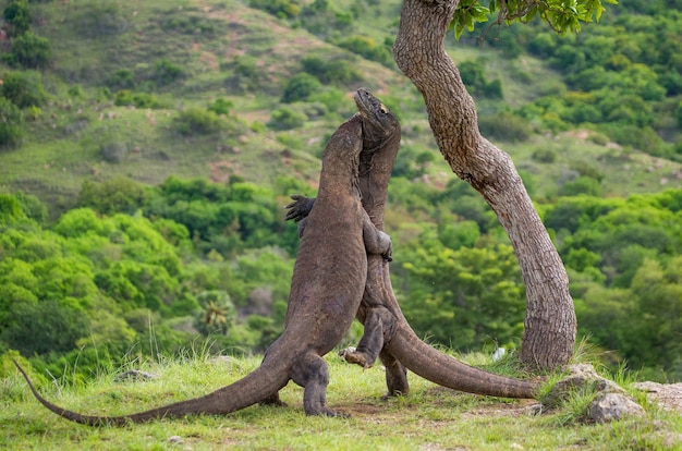 Komodo-Drachen kämpfen gegeneinander. Indonesien. Komodo-Nationalpark.