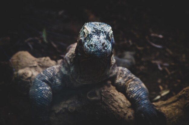 Foto komodo dragon