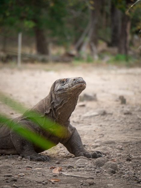 Foto komodo dragon