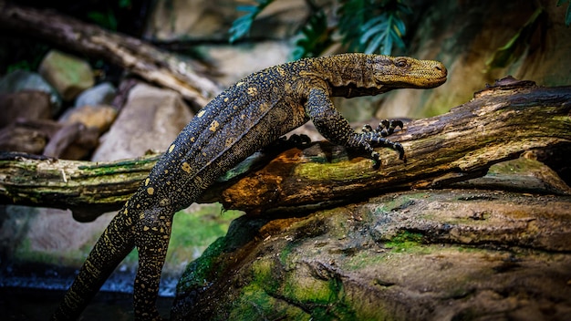 Komodowaran im schönen Naturlebensraum Waraneidechse