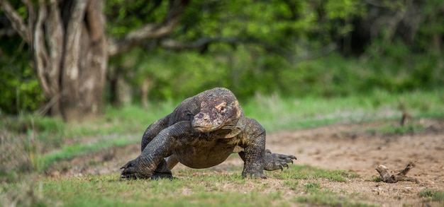 Komodowaran läuft über den Boden. Indonesien. Komodo-Nationalpark.