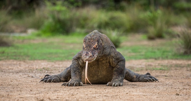 Komodowaran liegt am Boden. Indonesien. Komodo-Nationalpark.