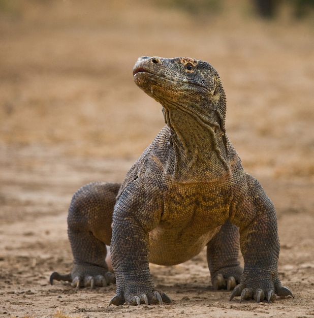 Komodowaran liegt am Boden. Indonesien. Komodo-Nationalpark.