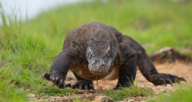 Komodowaran liegt am Boden. Indonesien. Komodo-Nationalpark.