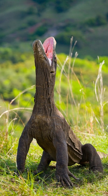 Komodowaran liegt am Boden. Indonesien. Komodo-Nationalpark.