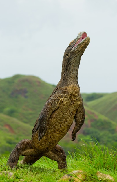 Komodowaran steht aufrecht auf den Hinterbeinen. Indonesien. Komodo-Nationalpark.