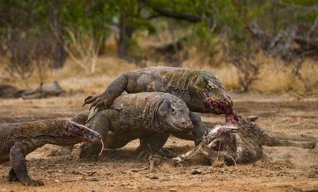 Komodowarane fressen ihre Beute. Indonesien. Komodo-Nationalpark.