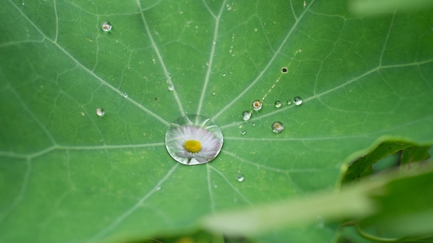 Komponieren Kresseblatt mit Tautropfen In den Tautropfen sind Blüten von Gänseblümchen