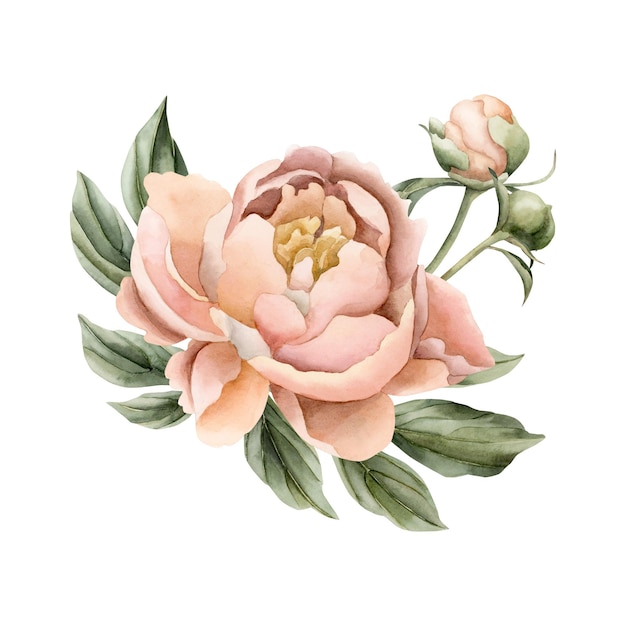 Komposition aus Pfirsichflaum-Pfingstrosenblüten und Blättern. Florale Aquarell-Illustration isoliert auf Weiß