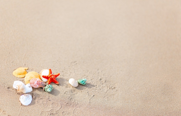 Komposition mit Muscheln und Seesternen auf Sand. Konzept von Reisen und Urlaub. Platz kopieren