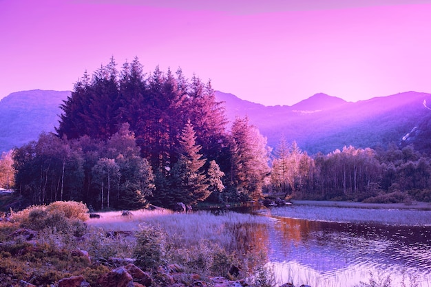 Foto komposition mit naturlandschaft und lavendelfarben