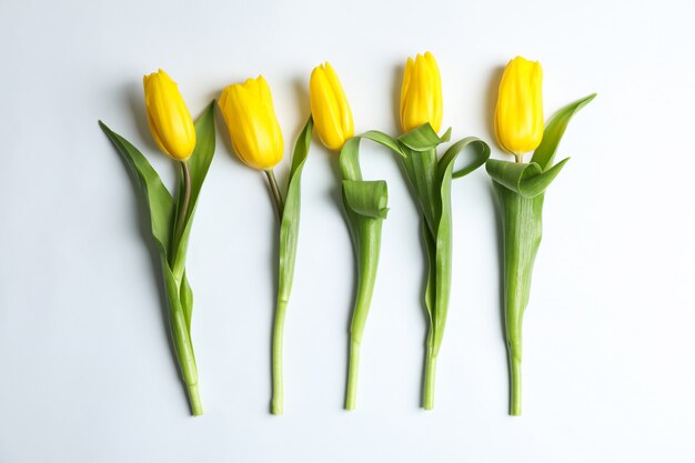 Komposition mit schönen gelben Tulpen auf Licht. Draufsicht