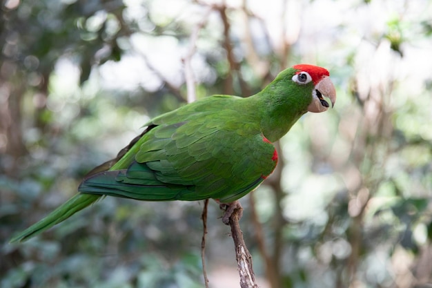 Kongosittich Grüner Papagei mit Rotkopfvogel aus nächster Nähe