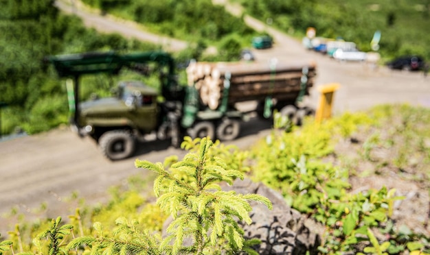 Koniferen Forstindustrie Radlader Holzgreifer Bäume fällen Bäume fällen Tanne Tannenwald Schneidbereich Waldschutzkonzept Holzfäller mit moderner Erntemaschine, die im Wald arbeitet