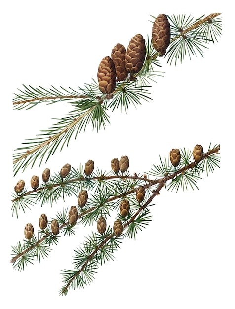 Koniferkegelpflanze durchsichtig png