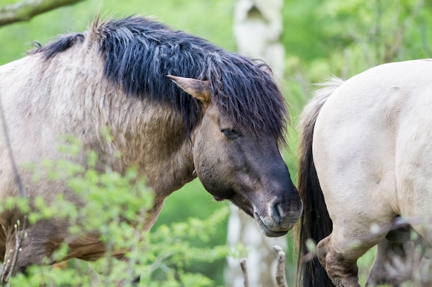 Konik Pferd auf dem Feld