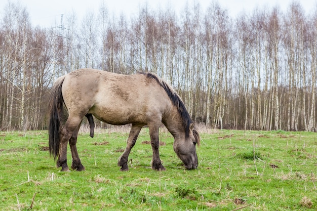 Konikhorse en el campo