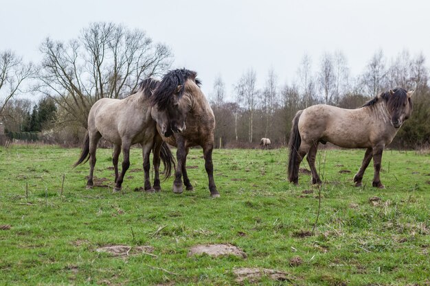 Konikhorse no campo