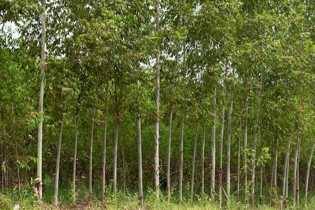 Konkurrenz von Eukalyptus-Waldbäumen zum Sonnenlicht, das notwendig ist, um das Leben im Wald zu erhalten