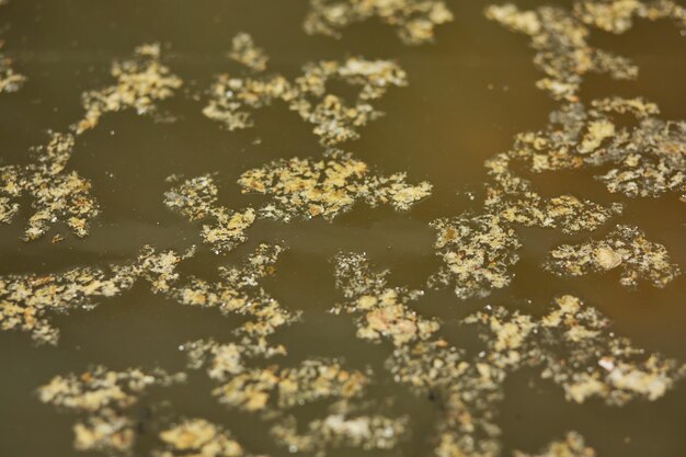 Kontaminierte blühende Wasseroberfläche Umweltkatastrophe Müll in Flüsse und Meere kippen Foto in hoher Qualität