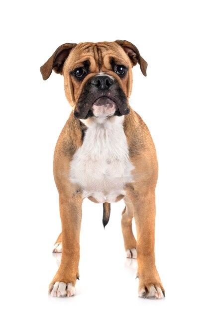 Kontinentale Bulldogge im Studio