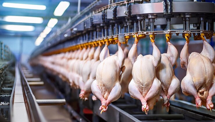Kontinuierlicher Beförderer für Hühnerfleisch