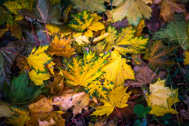 Kontrastieren Sie Herbsthintergrund mit nassen bunten Ahornblättern auf selektiver Fokusnahaufnahme des grünen Grases