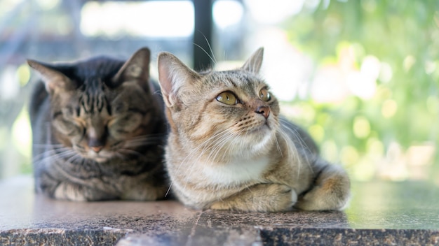 Konzentrieren Sie sich auf die Nase einer grau gestreiften Katze, die im Raum sitzt.