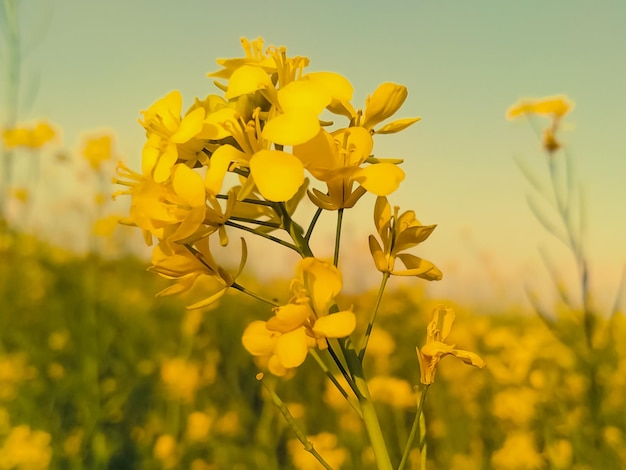 Konzentrieren Sie sich auf eine wunderschöne Senfblume