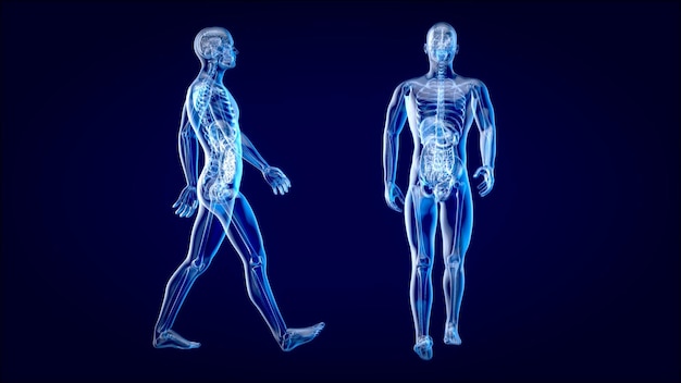 Konzept der Anatomie 3D eines Röntgenmannes