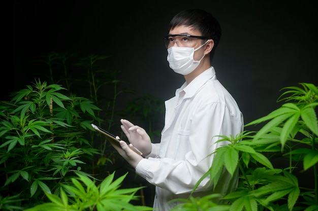 Konzept der Cannabisplantage für Mediziner, ein Wissenschaftler, der ein Tablet verwendet, um Daten über die Indoor-Farm von Cannabis sativa zu sammeln