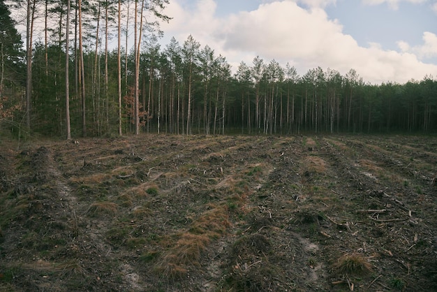 Konzept der Entwaldung und Umweltschäden in den Wäldern Europas Bereich der illegalen Entwaldung