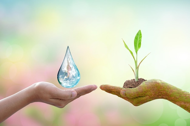 Konzept der Rettung der Welt Baum und Wassertröpfchen auf menschlichen Händen