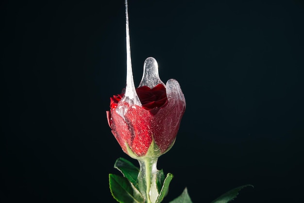 Konzept der Rose mit transparentem Schleim