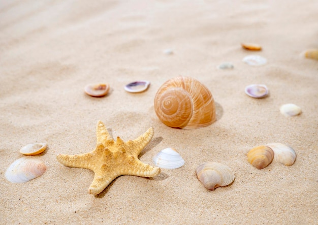 Konzept der Sommerruhe Seereisen Seesterne und Muscheln auf der Sanddraufsicht des Sandtourismus