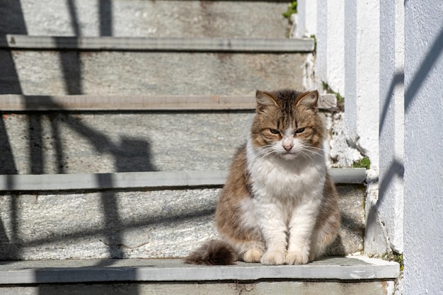 Konzept der streunenden Katze Ein verlassenes Kätzchen sitzt auf der Treppe gegenüber der Sonne Das Säugetier mit weißer und brauner Farbe ist offensichtlich allein und unglücklich