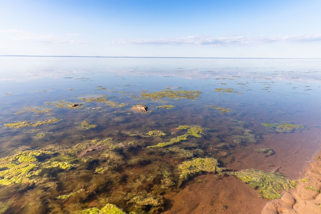 Konzept der toten Natur. Schmutziges Abwasser verursachte ein schnelles Wachstum giftiger Algen im See, Meer