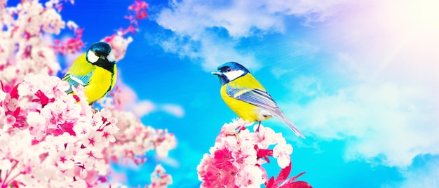 Konzept der Vogelliebhaber und Vogelbeobachtung Eine Schönheit der Umwelt Natur Ornithologie