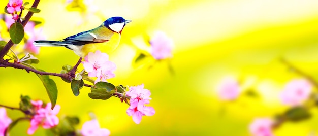 Konzept der Vogelliebhaber und Vogelbeobachtung Eine Schönheit der Umwelt Natur Ornithologie