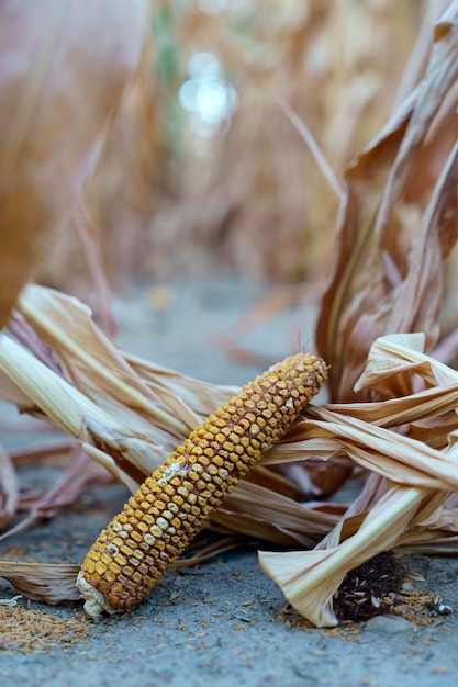 Konzept der Welternährungskrise Missernte der Maisernte in einem farmer39s-Feld im Herbst Landwirtschaftlicher Bereich während