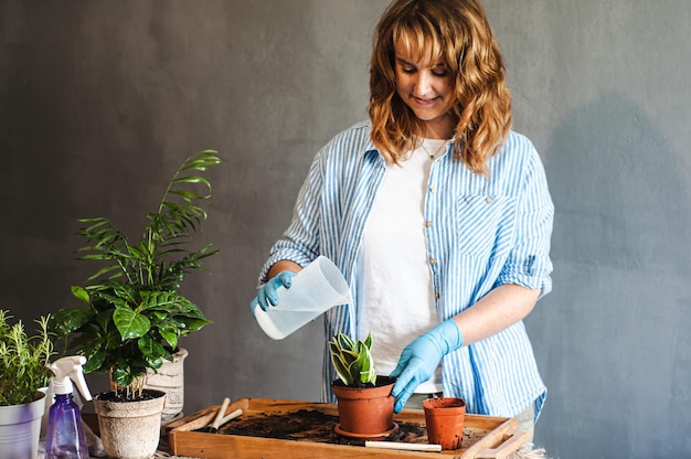 Konzept der Zimmerpflanzenpflege, ein Mädchen wässert eine Vase mit Sansevieria auf grauem Hintergrund, Platz für Text